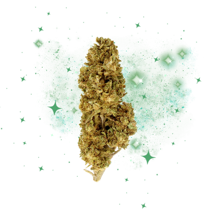 Fleur du mois CBD